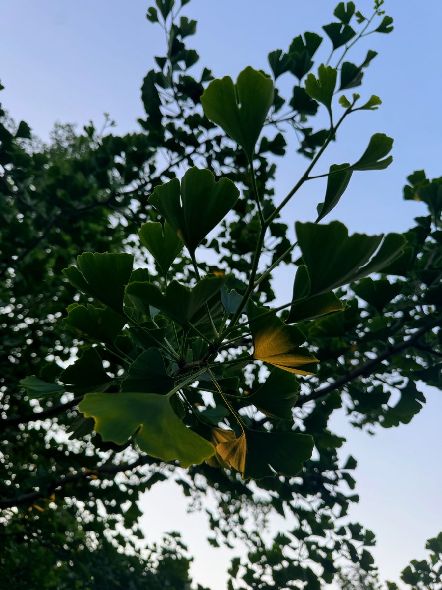 Ginkgoblatt