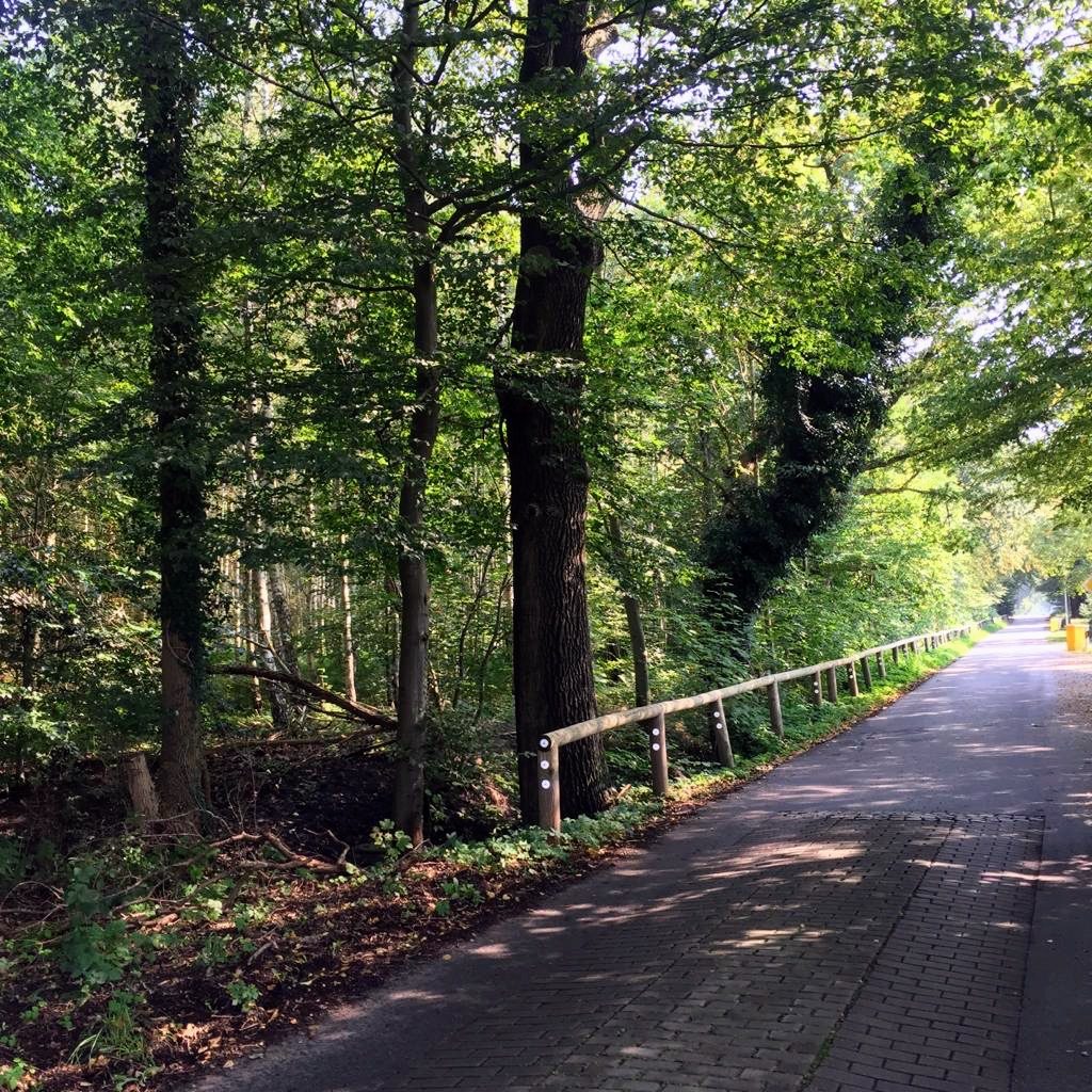 Waldweg zur Praxis, Rostocker Heide